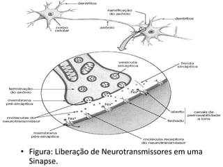 Figura: Liberação de Neurotransmissores em uma Sinapse. 