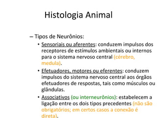 Histologia Animal Tipos de Neurônios: Sensoriais ou aferentes : conduzem impulsos dos receptores de estímulos ambientais ou internos para o sistema nervoso central  (cérebro, medula) . Efetuadores, motores ou eferentes : conduzem impulsos do sistema nervoso central aos órgãos efetuadores de respostas, tais como músculos ou glândulas. Associativos   (ou interneurônios) : estabelecem a ligação entre os dois tipos precedentes  (não são obrigatórios; em certos casos a conexão é direta) . 