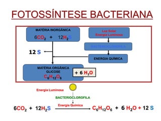 MATÉRIA INORGÂNICA
6CO2 + 12H2S
MATÉRIA ORGÂNICA
GLICOSE
C6H12O6
Luz Solar
Energia Luminosa
BACTERIOCLOROFILA
ENERGIA QUÍMICA
+ 6 H2O
12 S
FOTOSSÍNTESE BACTERIANA
6CO2 + 12H2S C6H12O6 + 6 H2O + 12 S
Energia Luminosa
Energia Química
BACTERIOCLOROFILA
 