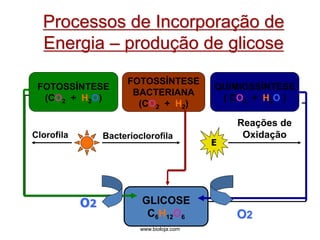 www.bioloja.com
Processos de Incorporação de
Energia – produção de glicose
FOTOSSÍNTESE
BACTERIANA
(CO2 + H2)
GLICOSE
C6H12O6
FOTOSSÍNTESE
(CO2 + H2O)
QUIMIOSSÍNTESE
( CO2 + H2O )
Bacterioclorofila
O2
Clorofila
Reações de
Oxidação
E
O2
 
