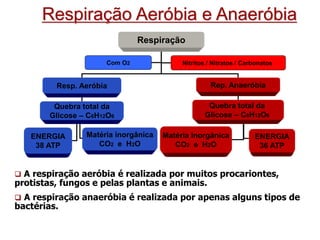 Respiração Aeróbia e Anaeróbia
Respiração
Resp. Aeróbia Rep. Anaeróbia
Quebra total da
Glicose – C6H12O6
Quebra total da
Glicose – C6H12O6
Com O2 Nitritos / Nitratos / Carbonatos
ENERGIA
38 ATP
Matéria inorgânica
CO2 e H2O
ENERGIA
36 ATP
Matéria Inorgânica
CO2 e H2O
 A respiração aeróbia é realizada por muitos procariontes,
protistas, fungos e pelas plantas e animais.
 A respiração anaeróbia é realizada por apenas alguns tipos de
bactérias.
 
