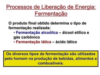 Processos de Liberação de Energia:
Fermentação
O produto final obtido determina o tipo de
fermentação realizada:
• Fermentação alcoólica – álcool etílico e
gás carbônico
• Fermentação lática – ácido lático
Os diversos tipos de fermentação são utilizados
pelo homem na produção de bebidas, alimentos e
combustíveis.
 