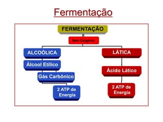 Fermentação
FERMENTAÇÃO
ALCOÓLICA LÁTICA
Sem Oxigênio
Álcool Etílico
2 ATP de
Energia
Gás Carbônico
Ácido Lático
2 ATP de
Energia
 