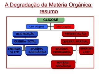 A Degradação da Matéria Orgânica:
resumo
GLICOSE
RESPIRAÇÃO FERMENTAÇÃO
QUEBRA TOTAL QUEBRA PARCIAL
Com Oxigênio Sem Oxigênio
ENERGIA
38 ATP
MATÉRIA
INORGÂNICA
MATÉRIA
INORGÂNICA
ENERGIA
2 ATP
MATÉRIA
ORGÂNICA
 