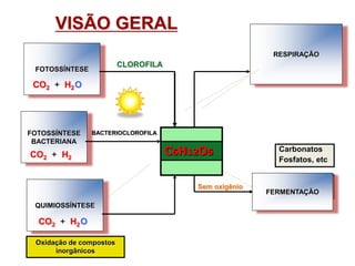 Ferm. Lática –
ac. Lática
Alcoólica – CO2 +
álcool etílico
C6H12O6
Resp. Anaeróbia
CO2 + H2O
36 ATP
Carbonatos
Fosfatos, etc
Resp. Aeróbia
CO2 + H2O
38ATP
O2
C6H12O6
FOTOSSÍNTESE
BACTERIANA
QUIMIOSSÍNTESE
FERMENTAÇÃO
RESPIRAÇÃO
FOTOSSÍNTESE
GLICOSE
CO2 + H2
CLOROFILA
BACTERIOCLOROFILA
CO2 + H2
CO2 + H2
O
O
GLICOSE
Oxidação de compostos
inorgânicos
Sem oxigênio
VISÃO GERAL
C6H12O6
 