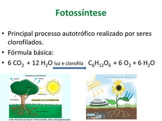 Fotossíntese
• Principal processo autotrófico realizado por seres
clorofilados.
• Fórmula básica:
• 6 CO2 + 12 H2O luz e clorofila C6H12O6 + 6 O2 + 6 H2O
 