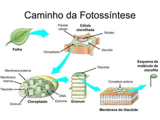 Célula
clorofilada
Membrana do tilacóide
Esquema da
molécula de
clorofila
Folha
Granum
Parede
celular
Cloroplasto
Membrana externa
Membrana
interna
Tilacóide
Granum
Estroma
DNA
Núcleo
Vacúolo
Cloroplasto
Tilacóide
Complexo antena
Caminho da Fotossíntese
 