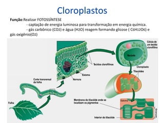 Cloroplastos
Função:Realizar FOTOSSÍNTESE
- captação de energia luminosa para transformação em energia química.
- gás carbônico (CO2) e água (H2O) reagem formando glicose ( C6H12O6) e
gás oxigênio(O2)
 
