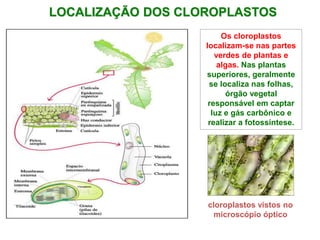 LOCALIZAÇÃO DOS CLOROPLASTOS
Os cloroplastos
localizam-se nas partes
verdes de plantas e
algas. Nas plantas
superiores, geralmente
se localiza nas folhas,
órgão vegetal
responsável em captar
luz e gás carbônico e
realizar a fotossíntese.
cloroplastos vistos no
microscópio óptico
 