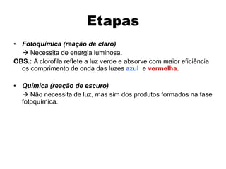 Etapas
• Fotoquímica (reação de claro)
 Necessita de energia luminosa.
OBS.: A clorofila reflete a luz verde e absorve com maior eficiência
os comprimento de onda das luzes azul e vermelha.
• Química (reação de escuro)
 Não necessita de luz, mas sim dos produtos formados na fase
fotoquímica.
 