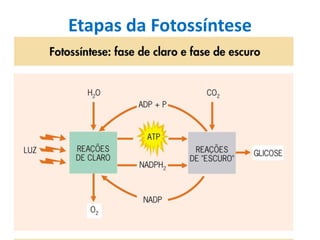 Etapas da Fotossíntese
 