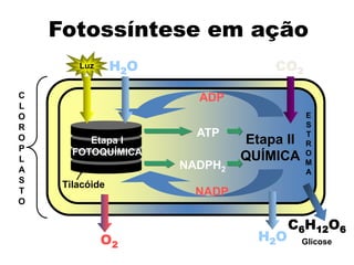 C
L
O
R
O
P
L
A
S
T
O
Tilacóide
Etapa II
QUÍMICA
Etapa I
FOTOQUÍMICA
Luz H2O CO2
ADP
NADP
H2O
C6H12O6
ATP
NADPH2
O2
E
S
T
R
O
M
A
Glicose
Fotossíntese em ação
 