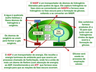 glicose
O NADP é um transportador de átomos de hidrogênio
liberados pela quebra da água. Ele captura hidrogênio na
fase clara se convertendo em NADPH e fornece esse
hidrogênio na fase escura para a formação da glicose,
voltando a se converter em NADP.
O ADP é um transportador de energia. Ele recolhe a
energia luminosa do ambiente para que ocorra um
processo chamado de fosforilação, onde há a união de
mais um átomo de fósforo (com absorção de energia)
ao ADP, transformando-o em ATP que fornece essa
energia para que as reações da fase escura ocorram.
A água é quebrada
(sofre fotólise) e
libera átomos de
hidrogênio e
oxigênio.
Os átomos de
oxigênio se unem
para formar o gás
oxigênio.
Gás carbônico
fornece
produtos (C e
O) para que
junto com os
hidrogênios
vindos da água
ocorra a
formação da
glicose.
Glicose será
usada no
processo de
respiração
celular.
Fase clara
Fase
escura
 