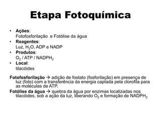 Etapa Fotoquímica
• Ações:
Fotofosforilação e Fotólise da água
• Reagentes:
Luz, H2O, ADP e NADP
• Produtos:
O2 / ATP / NADPH2
• Local:
tilacóides
Fotofosforilação  adição de fostato (fosforilação) em presença de
luz (foto) com a transferência da energia captada pela clorofila para
as moléculas de ATP.
Fotólise da água  quebra da água por enzimas localizadas nos
tilacóides, sob a ação da luz, liberando O2 e formação de NADPH2
 