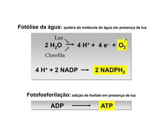 Fotólise da água: quebra da molécula de água em presença de luz
Luz
Clorofila
Fotofosforilação: adição de fosfato em presença de luz
ATP
ADP
O2
2 NADPH2
4 H+ + 4 e- +
2 H2O
4 H+ + 2 NADP
 