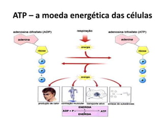 ATP – a moeda energética das células
 