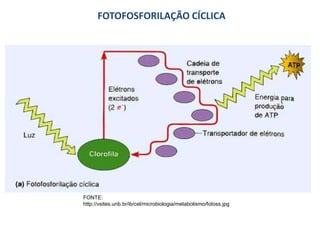 FOTOFOSFORILAÇÃO CÍCLICA
FONTE:
http://vsites.unb.br/ib/cel/microbiologia/metabolismo/fotoss.jpg
 