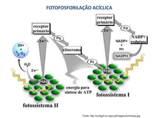 FOTOFOSFORILAÇÃO ACÍCLICA
Fonte: http://curlygirl.no.sapo.pt/imagens/luminosa.jpg
 
