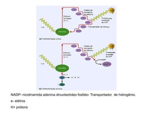 NADP- nicotinamida adenina dinucleotídeo fosfato- Transportador de hidrogênio.
e- elétros
H+ prótons
 