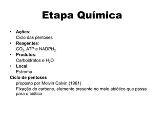 Etapa Química
• Ações:
Ciclo das pentoses
• Reagentes:
CO2, ATP e NADPH2
• Produtos:
Carboidratos e H2O
• Local:
Estroma
Ciclo de pentoses
proposto por Melvin Calvin (1961)
Fixação do carbono, elemento presente no meio abiótico que passa
para o biótico
 