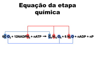 6C O2 + 12NADPH2 + nATP C6 H12 O6 + 6 H2 O + nADP + nP
Equação da etapa
química
 