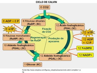 CICLO DE CALVIN
Fonte:http://www.netxplica.com/figuras_netxplica/exanac/ciclo.calvin.completo.1.p
ng
 