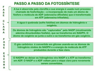 PASSO A PASSO DA FOTOSSÍNTESE
A luz é absorvida pela clorofila e sua energia é usada num processo
chamado de fosforilação – a incorporação de mais um átomo de
fósforo a molécula de ADP (adenosina difosfato) que é transformada
em ATP (adenosina trifosfato).
A água é quebrada (sofre fotólise) em átomos de hidrogênio e
oxigênio.
Os átomos de hidrogênio são “capturados” pelo NADP (nicotinamida
adenina dinucleotídeo fosfato), que se transforma em NADPH. O
átomo de oxigênio se junta a outro e se transforma em gás oxigênio.
F
A
S
E
C
L
A
R
A
F
A
S
E
E
S
C
U
R
A
O gás carbônico é convertido em glicose usando-se os átomos de
hidrogênio vindos do NADPH e a energia da molécula de ATP
produzidos durante a fase clara.
O NADPH ao deixar os hidrogênios vira NADP e o ATP se transforma
em ADP. O NADP e o ADP voltam para a etapa clara para novamente
serem convertidos.
 