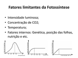 Fatores limitantes da Fotossíntese
• Intensidade luminosa;
• Concentração de CO2;
• Temperatura;
• Fatores internos: Genética, posição das folhas,
nutrição e etc.
 