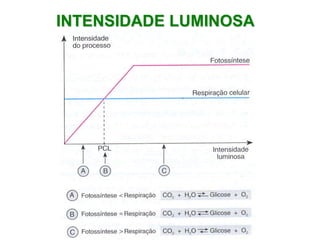 INTENSIDADE LUMINOSA
 