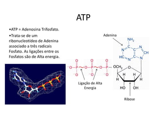 •ATP = Adenosina Trifosfato.
•Trata-se de um
ribonucleotídeo de Adenina
associado a três radicais
Fosfato. As ligações entre os
Fosfatos são de Alta energia.
Adenina
Ribose
Ligação de Alta
Energia
ATP
 
