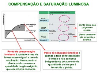 COMPENSAÇÃO E SATURAÇÃO LUMINOSA
Situação x
Situação B
Situação A
Ponto de compensação
luminosa é quando a taxa de
fotossíntese é igual a taxa de
respiração. Nesse ponto a
planta produz a mesma
quantidade de gás oxigênio
que ela própria consome.
Ponto de saturação luminosa é
quando a taxa de fotossíntese
é freada e não aumenta
independente do aumento da
quantidade de luz que é
fornecida a planta.
y
planta libera gás
oxigênio e
cresce.
planta consome
gás oxigênio e
definha.
 