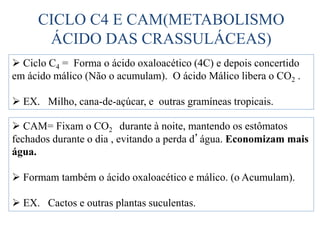 CICLO C4 E CAM(METABOLISMO
ÁCIDO DAS CRASSULÁCEAS)
 Ciclo C4 = Forma o ácido oxaloacético (4C) e depois concertido
em ácido málico (Não o acumulam). O ácido Málico libera o CO2 .
 EX. Milho, cana-de-açúcar, e outras gramíneas tropicais.
 CAM= Fixam o CO2 durante à noite, mantendo os estômatos
fechados durante o dia , evitando a perda d’água. Economizam mais
água.
 Formam também o ácido oxaloacético e málico. (o Acumulam).
 EX. Cactos e outras plantas suculentas.
 