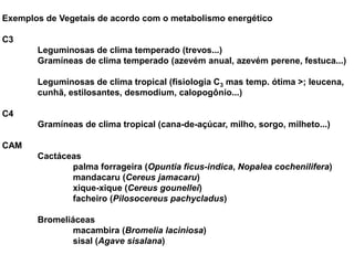 Exemplos de Vegetais de acordo com o metabolismo energético
C3
Leguminosas de clima temperado (trevos...)
Gramíneas de clima temperado (azevém anual, azevém perene, festuca...)
Leguminosas de clima tropical (fisiologia C3 mas temp. ótima >; leucena,
cunhã, estilosantes, desmodium, calopogônio...)
C4
Gramíneas de clima tropical (cana-de-açúcar, milho, sorgo, milheto...)
CAM
Cactáceas
palma forrageira (Opuntia ficus-indica, Nopalea cochenilifera)
mandacaru (Cereus jamacaru)
xique-xique (Cereus gounellei)
facheiro (Pilosocereus pachycladus)
Bromeliáceas
macambira (Bromelia laciniosa)
sisal (Agave sisalana)
 