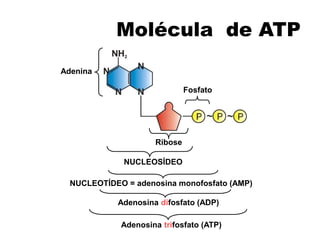 NUCLEOSÍDEO
NUCLEOTÍDEO = adenosina monofosfato (AMP)
Adenosina difosfato (ADP)
Adenosina trifosfato (ATP)
Adenina
Fosfato
Ribose
Molécula de ATP
 