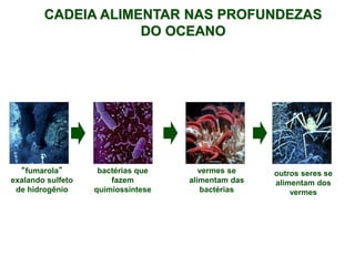 “fumarola”
exalando sulfeto
de hidrogênio
bactérias que
fazem
quimiossíntese
vermes se
alimentam das
bactérias
CADEIA ALIMENTAR NAS PROFUNDEZAS
DO OCEANO
outros seres se
alimentam dos
vermes
 