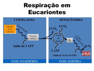MITOCÔNDRIA
CITOPLASMA
Glicose
(6 C)
C6H12O6
2 CO2
Ciclo
de
Krebs
4 CO2
2 ATP
H2
FASE ANAERÓBIA FASE AERÓBIA
6 H2O
Saldo de 32 ou 34 ATPs
6 O2
Piruvato
(3 C)
Saldo de 2 ATP
Respiração em
Eucariontes
 
