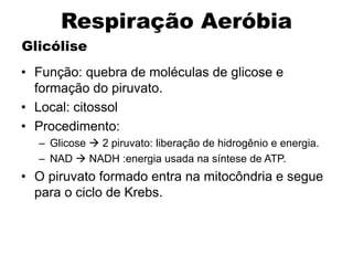 Glicólise
• Função: quebra de moléculas de glicose e
formação do piruvato.
• Local: citossol
• Procedimento:
– Glicose  2 piruvato: liberação de hidrogênio e energia.
– NAD  NADH :energia usada na síntese de ATP.
• O piruvato formado entra na mitocôndria e segue
para o ciclo de Krebs.
Respiração Aeróbia
 