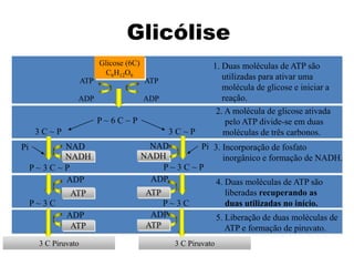 P ~ 6 C ~ P
3 C Piruvato 3 C Piruvato
Glicose (6C)
C6H12O6
ADP
ATP
ADP
ATP
1. Duas moléculas de ATP são
utilizadas para ativar uma
molécula de glicose e iniciar a
reação.
3 C ~ P 3 C ~ P
2. A molécula de glicose ativada
pelo ATP divide-se em duas
moléculas de três carbonos.
Pi
Pi NAD
P ~ 3 C ~ P
NADH
NAD
P ~ 3 C ~ P
NADH
3. Incorporação de fosfato
inorgânico e formação de NADH.
P ~ 3 C
ADP
ATP
P ~ 3 C
ADP
ATP
4. Duas moléculas de ATP são
liberadas recuperando as
duas utilizadas no início.
ADP
ATP
ADP
ATP
5. Liberação de duas moléculas de
ATP e formação de piruvato.
Glicólise
 