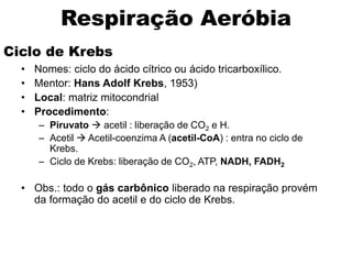 Ciclo de Krebs
• Nomes: ciclo do ácido cítrico ou ácido tricarboxílico.
• Mentor: Hans Adolf Krebs, 1953)
• Local: matriz mitocondrial
• Procedimento:
– Piruvato  acetil : liberação de CO2 e H.
– Acetil  Acetil-coenzima A (acetil-CoA) : entra no ciclo de
Krebs.
– Ciclo de Krebs: liberação de CO2, ATP, NADH, FADH2
• Obs.: todo o gás carbônico liberado na respiração provém
da formação do acetil e do ciclo de Krebs.
Respiração Aeróbia
 