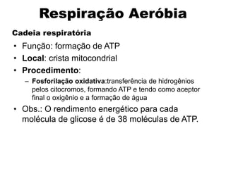 Cadeia respiratória
• Função: formação de ATP
• Local: crista mitocondrial
• Procedimento:
– Fosforilação oxidativa:transferência de hidrogênios
pelos citocromos, formando ATP e tendo como aceptor
final o oxigênio e a formação de água
• Obs.: O rendimento energético para cada
molécula de glicose é de 38 moléculas de ATP.
Respiração Aeróbia
 