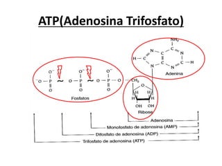 ATP(Adenosina Trifosfato)
 