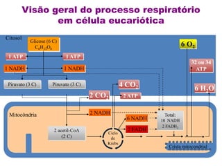 Citosol
Crista mitocondrial
Mitocôndria
Glicose (6 C)
C6H12O6
Total:
10 NADH
2 FADH2
1 ATP
1 ATP
1 NADH 1 NADH
Piruvato (3 C)
Piruvato (3 C)
6 O2
6 H2O
32 ou 34
ATP
6 NADH
2 FADH
2 ATP
4 CO2
2 CO2
2 NADH
2 acetil-CoA
(2 C)
Ciclo
de
Krebs
Visão geral do processo respiratório
em célula eucariótica
 