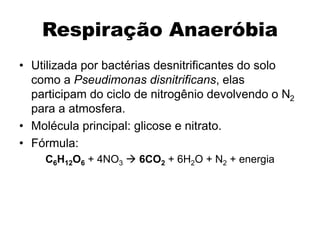 Respiração Anaeróbia
• Utilizada por bactérias desnitrificantes do solo
como a Pseudimonas disnitrificans, elas
participam do ciclo de nitrogênio devolvendo o N2
para a atmosfera.
• Molécula principal: glicose e nitrato.
• Fórmula:
C6H12O6 + 4NO3  6CO2 + 6H2O + N2 + energia
 