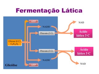 Glicólise
Glicose (6 C)
C6H12O6
ATP
ATP
Piruvato (3 C)
Piruvato (3 C)
NADH
NADH
Ácido
lático 3 C
NAD
Ácido
lático 3 C
NAD
Fermentação Lática
 