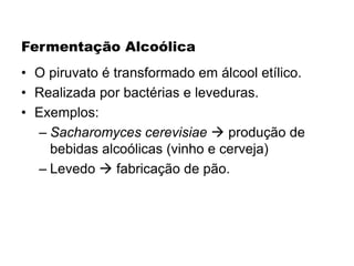 Fermentação Alcoólica
• O piruvato é transformado em álcool etílico.
• Realizada por bactérias e leveduras.
• Exemplos:
– Sacharomyces cerevisiae  produção de
bebidas alcoólicas (vinho e cerveja)
– Levedo  fabricação de pão.
 
