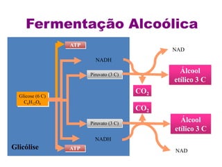 Glicólise
Glicose (6 C)
C6H12O6
ATP
ATP
Piruvato (3 C)
Piruvato (3 C)
NADH
NADH
CO2
CO2
Álcool
etílico 3 C
Álcool
etílico 3 C
NAD
NAD
Fermentação Alcoólica
 