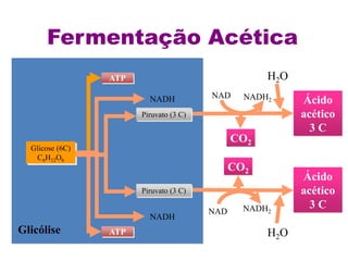 Glicólise
Glicose (6C)
C6H12O6
ATP
ATP
NADH
NADH
Ácido
acético
3 C
CO2
NAD NADH2
H2O
Ácido
acético
3 C
CO2
NAD NADH2
H2O
Piruvato (3 C)
Piruvato (3 C)
Fermentação Acética
 