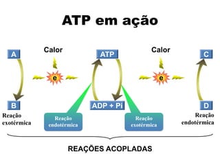 A
B ADP + Pi
ATP
Reação
endotérmica
Reação
exotérmica
C
D
e
Calor
e
Calor
REAÇÕES ACOPLADAS
Reação
exotérmica
Reação
endotérmica
ATP em ação
 