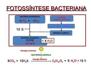 FFOOTTOOSSSSÍÍNNTTEESSEE BBAACCTTEERRIIAANNAA 
MATÉRIA INORGÂNICA 
6CO2 + 12H2S 
MATÉRIA ORGÂNICA 
GLICOSE 
C6H12O6 
Luz Solar 
Energia Luminosa 
BACTERIOCLOROFILA 
ENERGIA QUÍMICA 
+ 6 H2O 
1122 SS 
EEnneerrggiiaa LLuummiinnoossaa 
BBAACCTTEERRIIOOCCLLOORROOFFIILLAA 
EEnneerrggiiaa QQuuíímmiiccaa 
6CO2 + 12H2SS C6H12O6 + 6 H2O + 12 S 
 