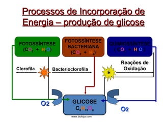 Processos ddee IInnccoorrppoorraaççããoo ddee 
EEnneerrggiiaa –– pprroodduuççããoo ddee gglliiccoossee 
FOTOSSÍNTESE 
BACTERIANA 
(CO2 + H2) 
GLICOSE 
C6H12O6 
www.bioloja.com 
FOTOSSÍNTESE 
(CO2 + H2O) 
QUIMIOSSÍNTESE 
( CO2 + H2O ) 
Bacterioclorofila 
OO22 
Clorofila 
Reações de 
Oxidação 
E 
OO22 
 